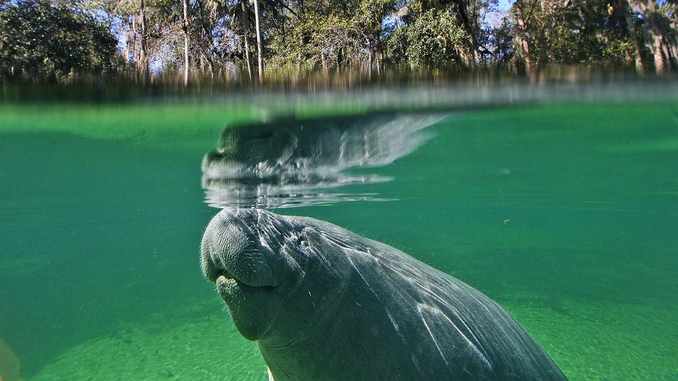 MANATEES