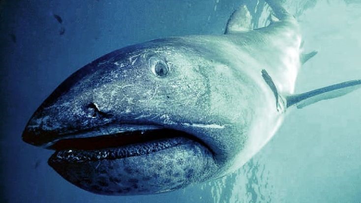 MEGAMOUTH SHARK