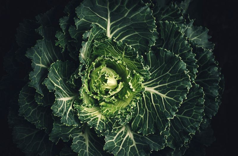 MUTATION IN CABBAGE