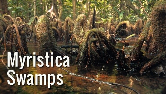 MYRISTICA SWAMP