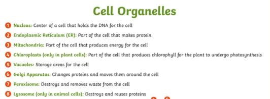 Nitrogen-fixing organelles2
