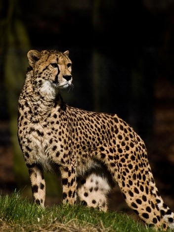 Northeast African Cheetah