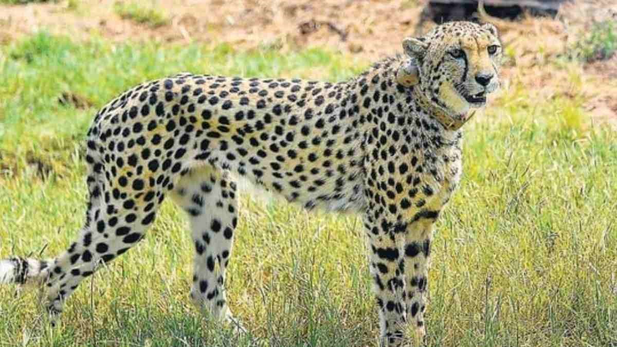 ONE YEAR OF PROJECT CHEETAH