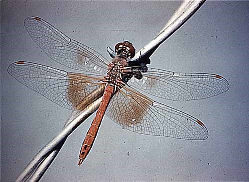 Odonata species