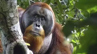 Orangutan