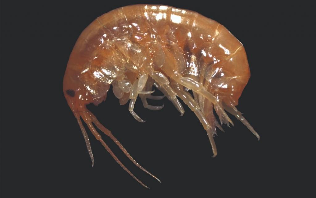 PARHYALE ODIAN