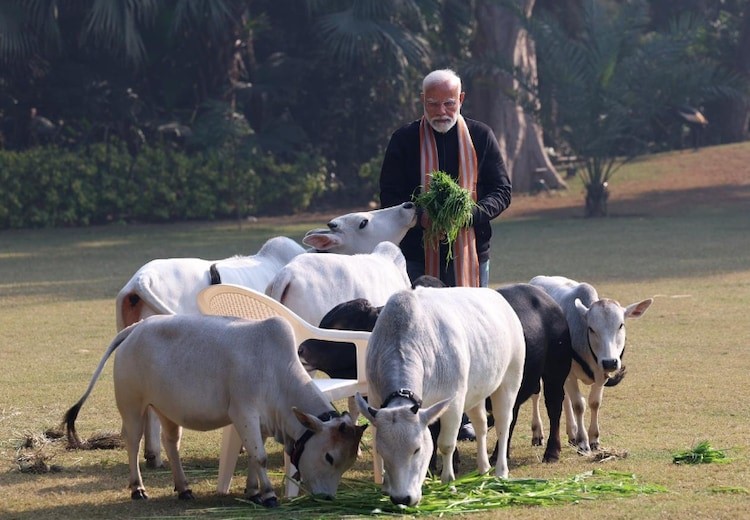 PUNGANUR COWS