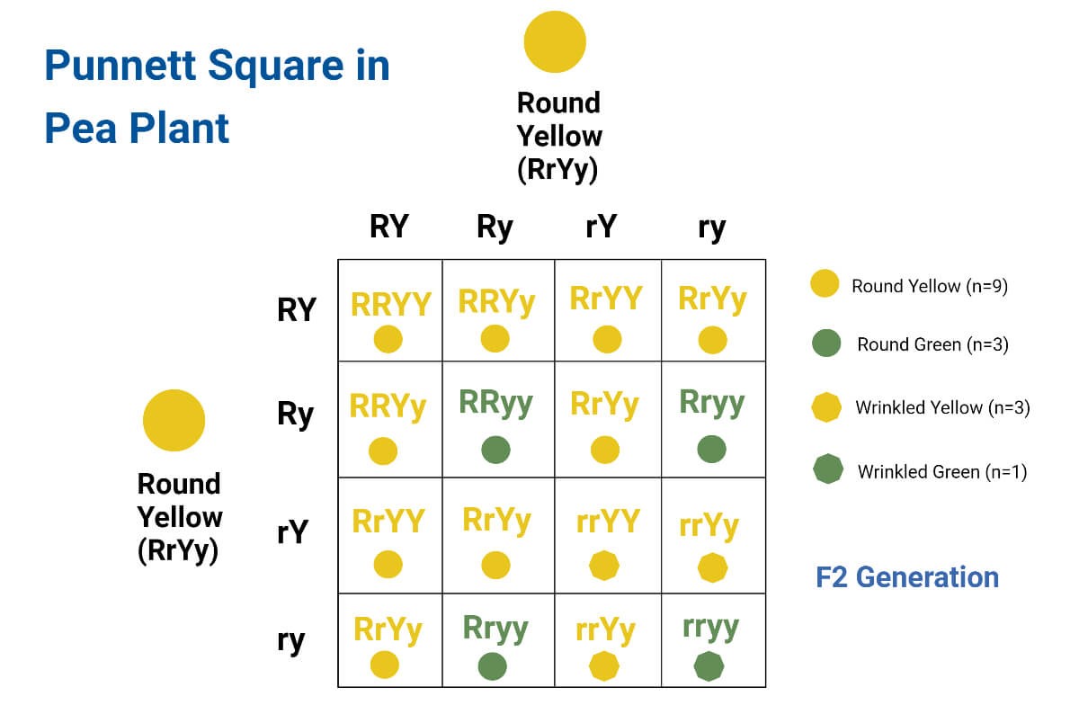 PUNNETT SQUARE