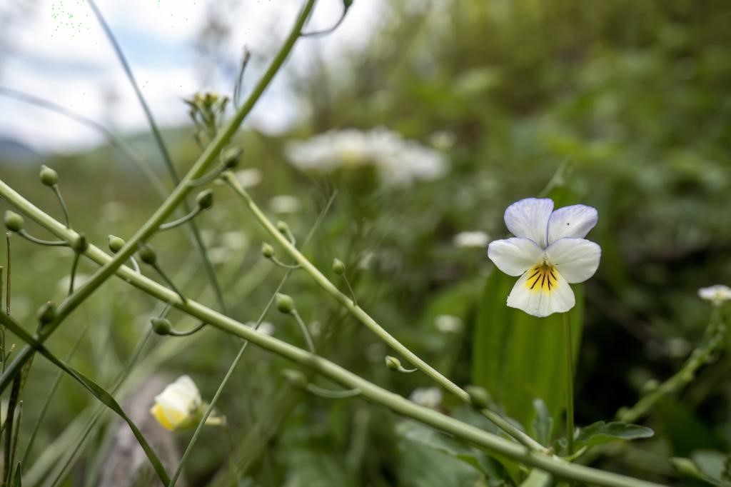 Parisian pansy 