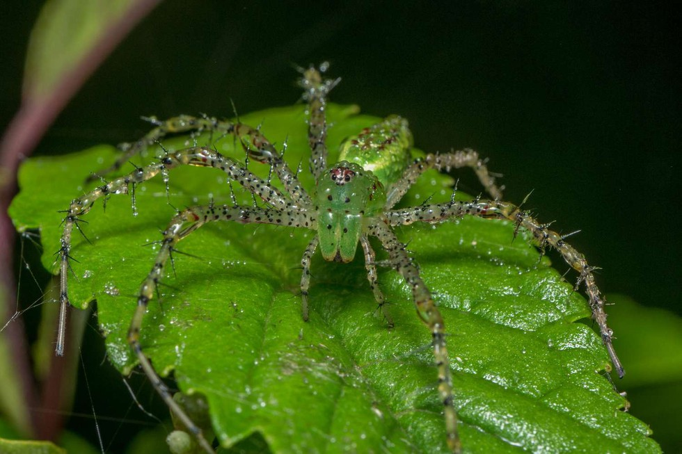 Peucetia chhaparajnirvin