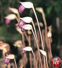 Polygonum Chaturbhujanum