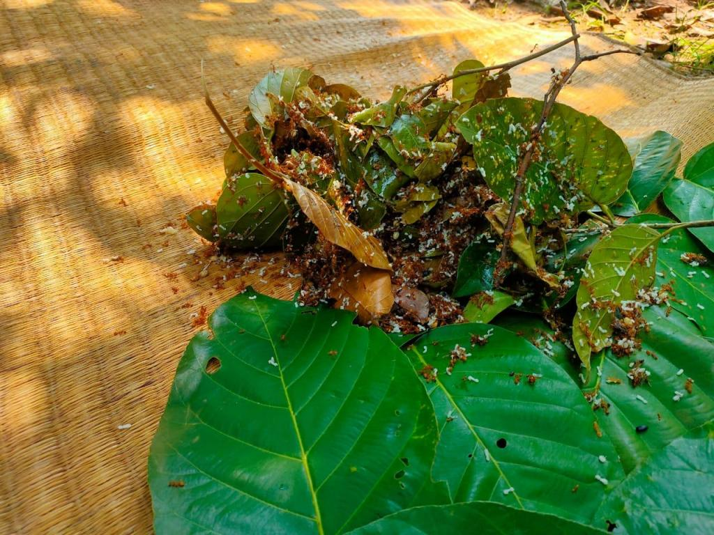 RED ANT CHUTNEY