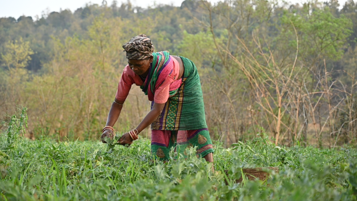 RICE FALLOW INITIATIVE