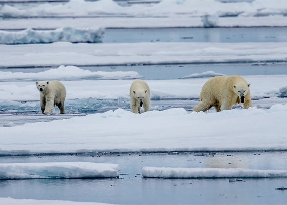 RISING TEMPERATURES IN THE ARCTIC