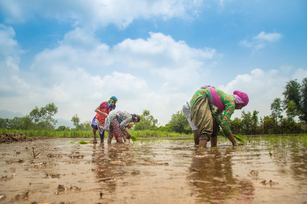 Recipe for a Livable Planet: Achieving Net Zero Emissions in the Agrifood System