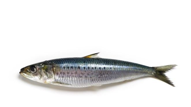 SARDINES