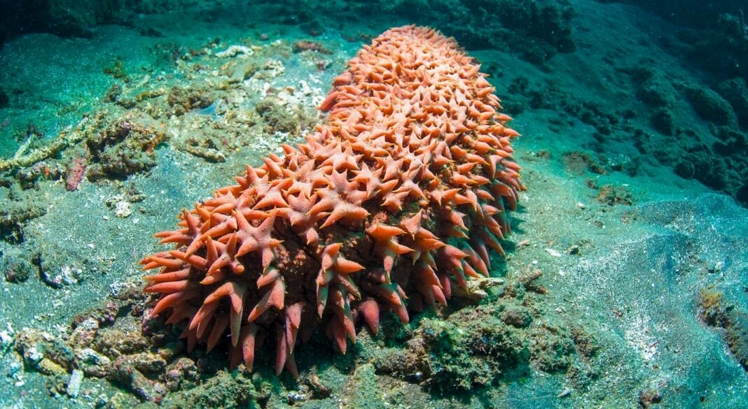 SEA CUCUMBER