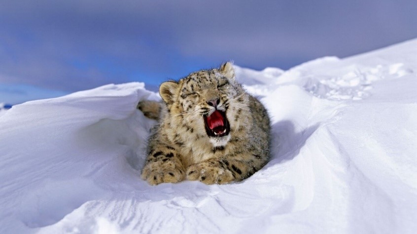 SNOW LEOPARD POPULATION ASSESSMENT IN INDIA (SPAI)