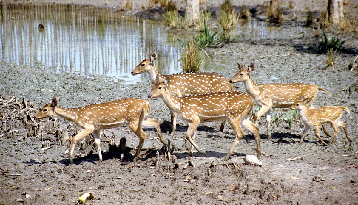 SPOTTED DEER