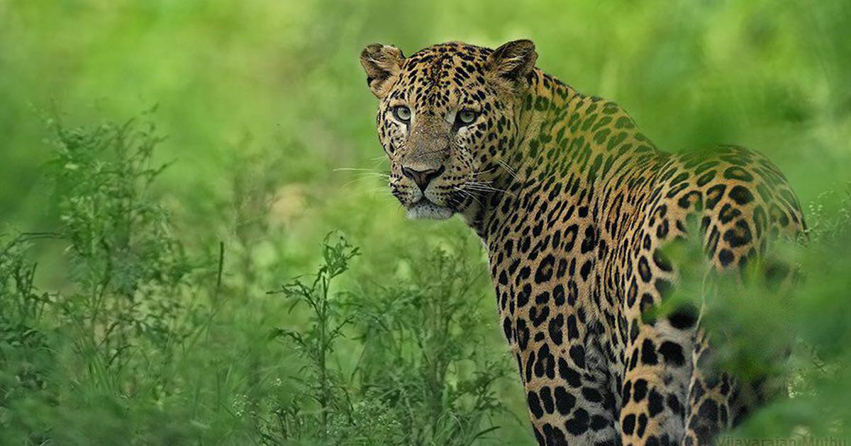 STATUS OF LEOPARDS IN INDIA