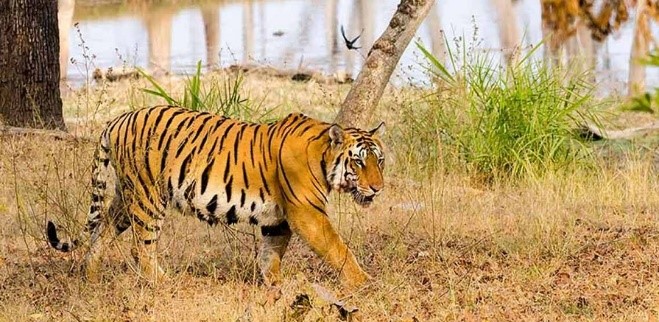 Satpura National Park