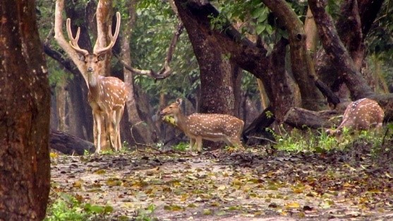 Shettihalli Wildlife Sanctuary