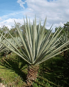 Sisal Trees