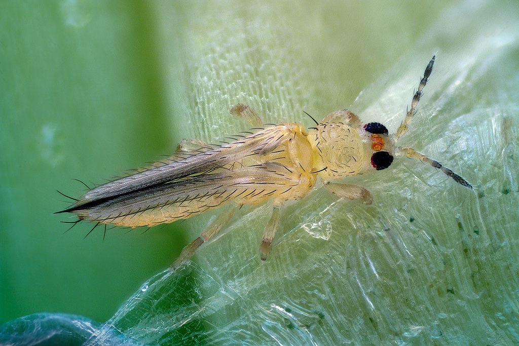 THRIPS PARVISPINUS