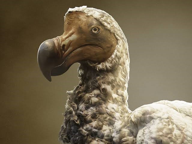 TOPIC OF THE WEEK: DE-EXTINCTING THE DODO