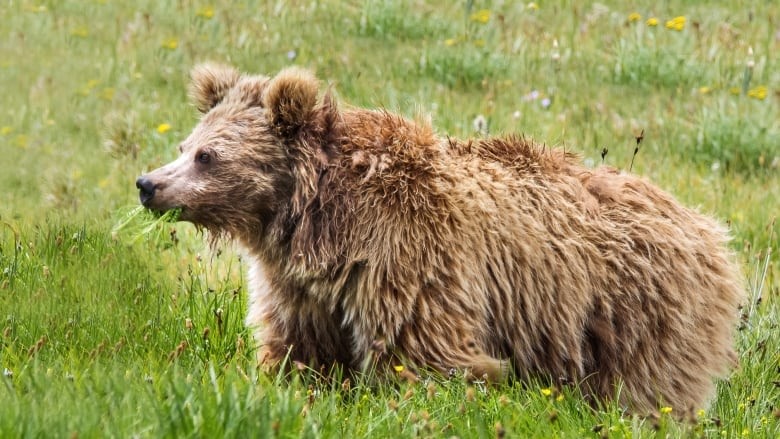 Tibetan Brown Bear 
