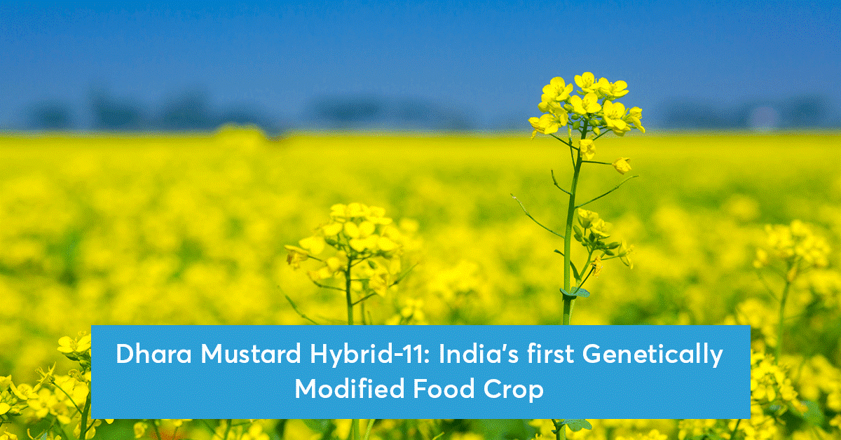 Transgenic Mustard Hybrid