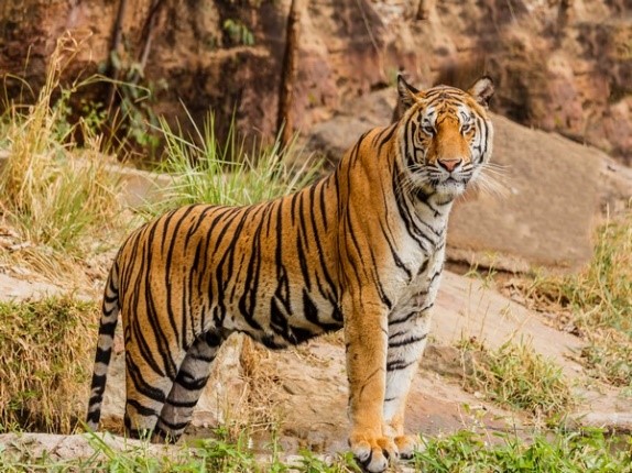 Udanti Sitanadi Tiger Reserve