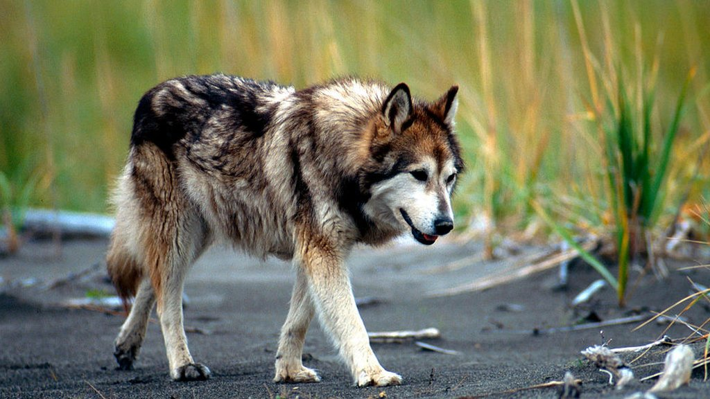 WOLF DOG