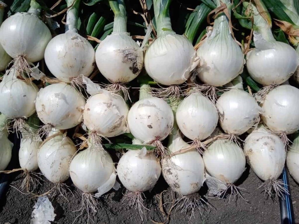 White Onion