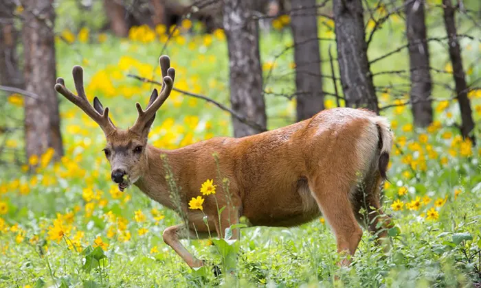 ZOMBIE DEER DISEASE