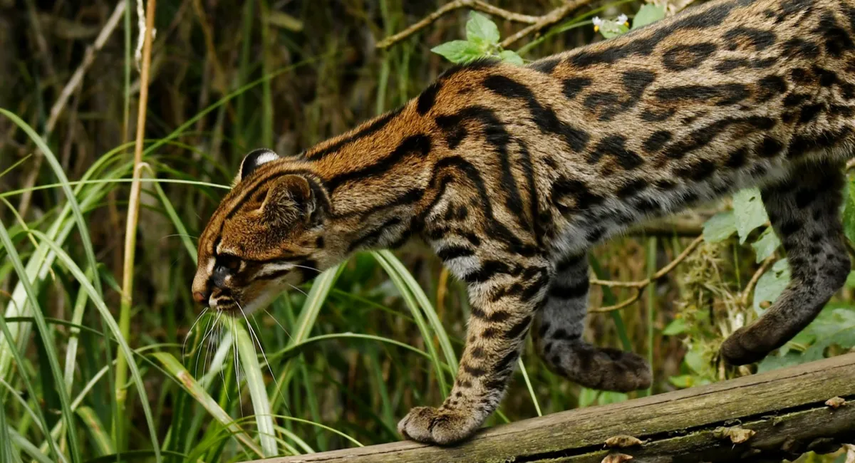 clouded tiger cat