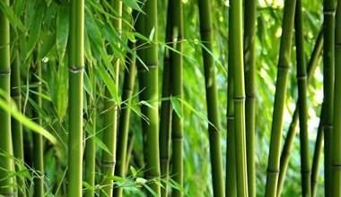 Bamboo Sector
