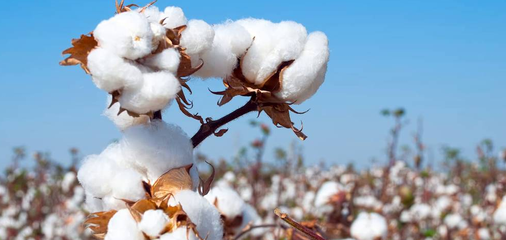Cotton Industry UPSC