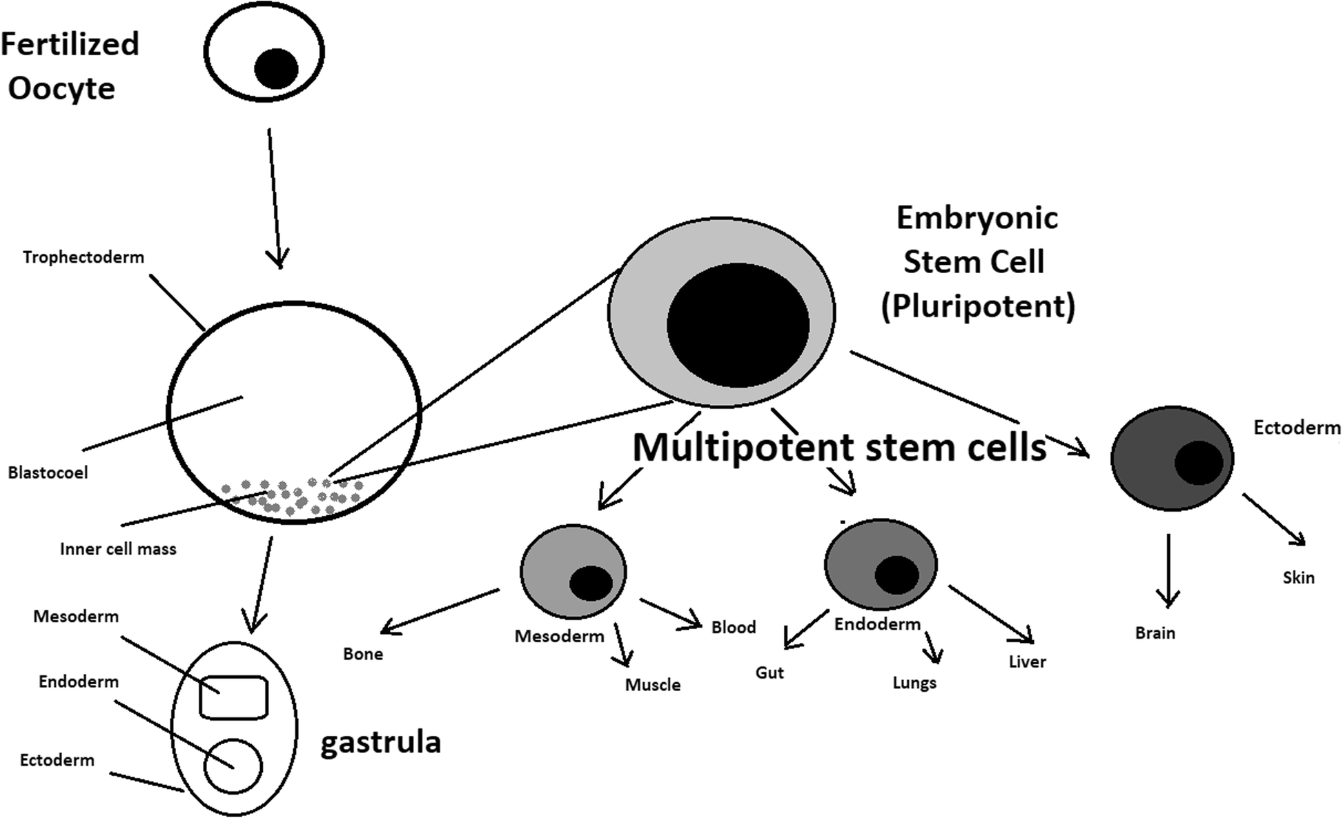BASICS OF STEM CELLS