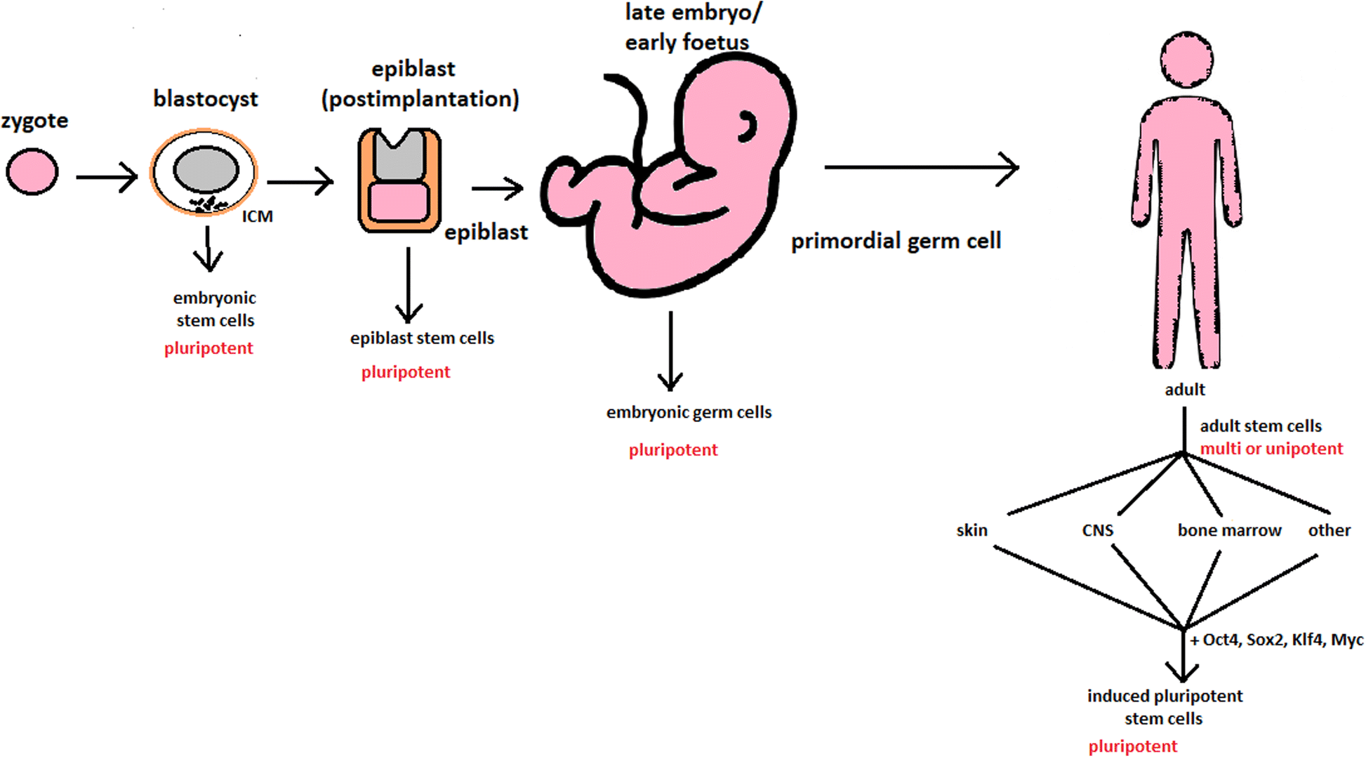 BASICS OF STEM CELLS