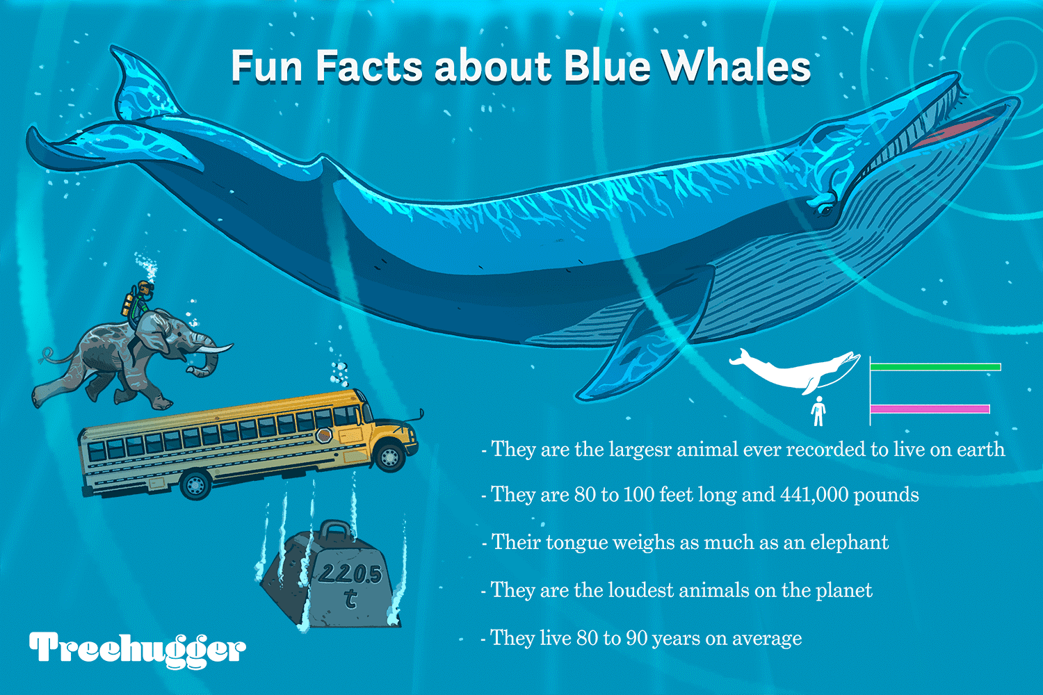 Сколько длиной самый большой кит. Синий кит. Кит синий кит. Самый большой синий кит. Размер кита.