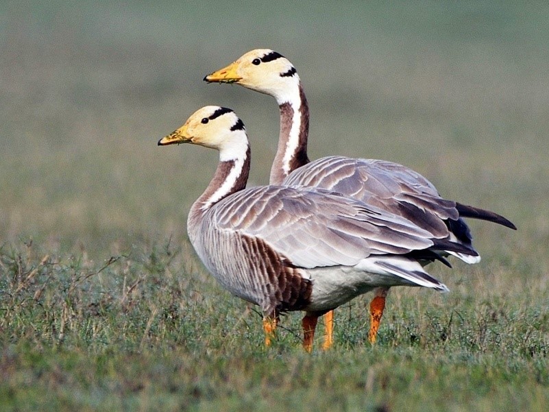 The Bar Headed Goose