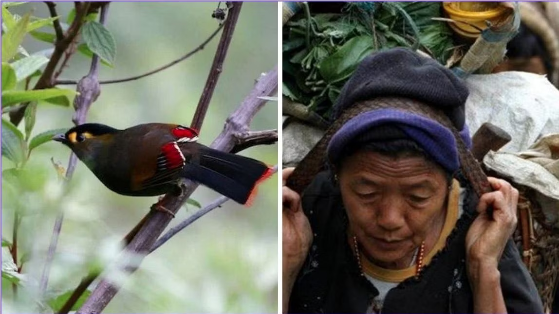 Bugun tribe to save the Bugun Liocichla bird UPSC