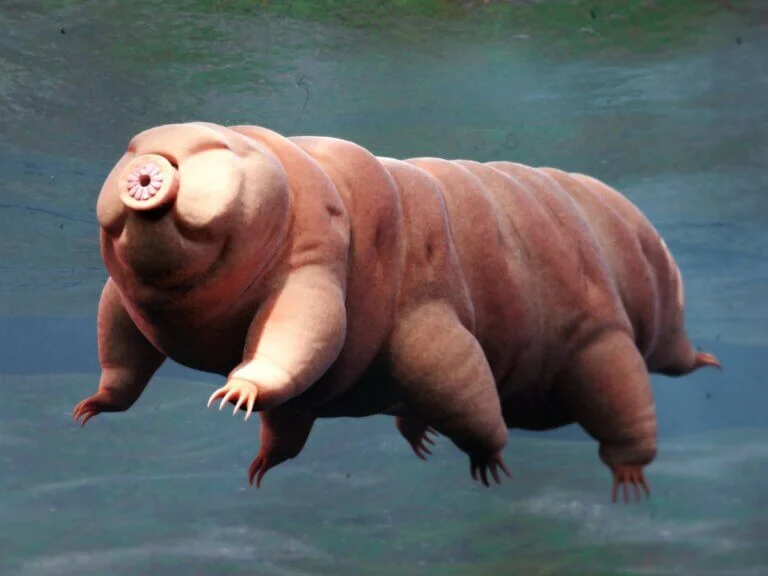 Tardigrades Batillipes chandrayaani Current Affairs