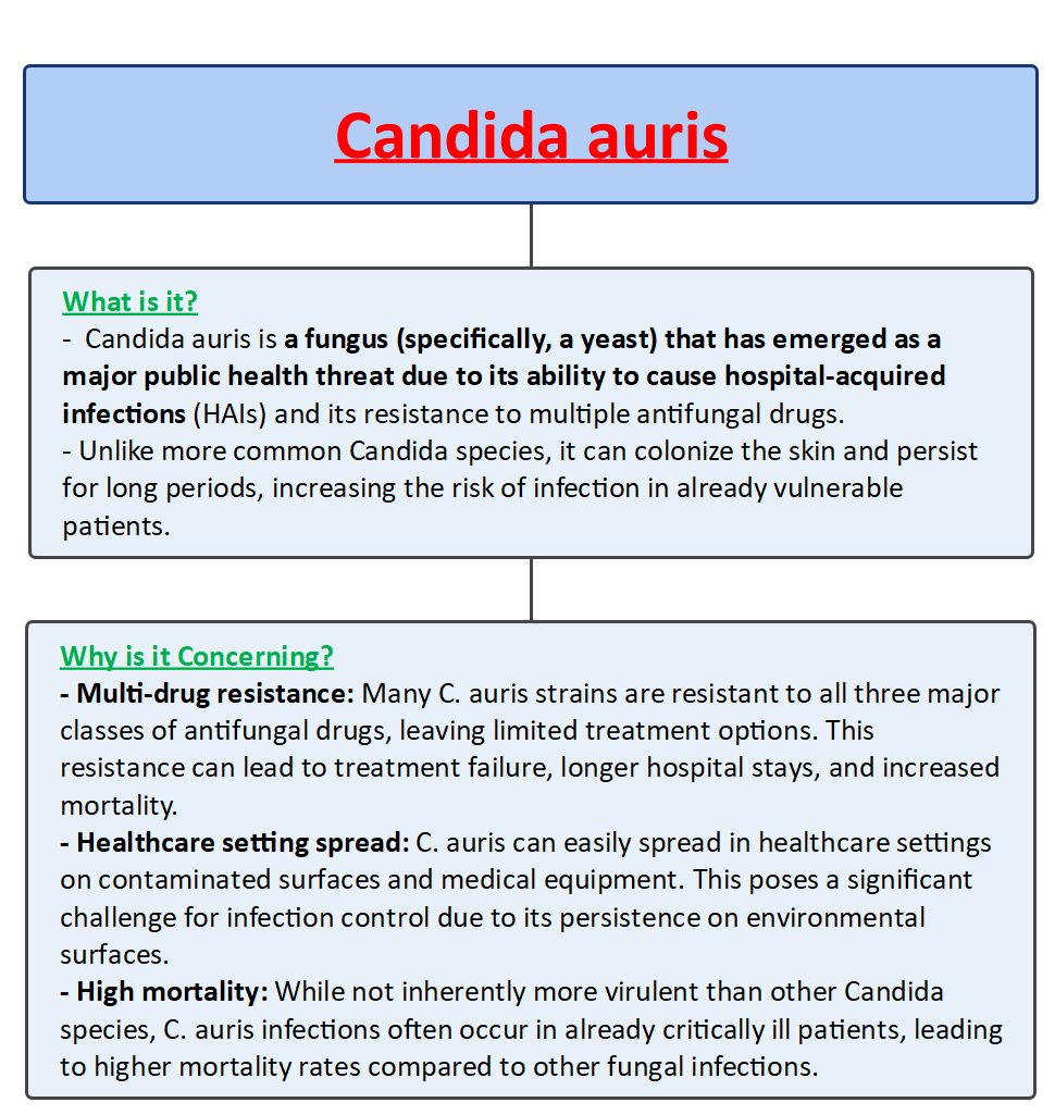 The Impact of Candida Auris Infections UPSC