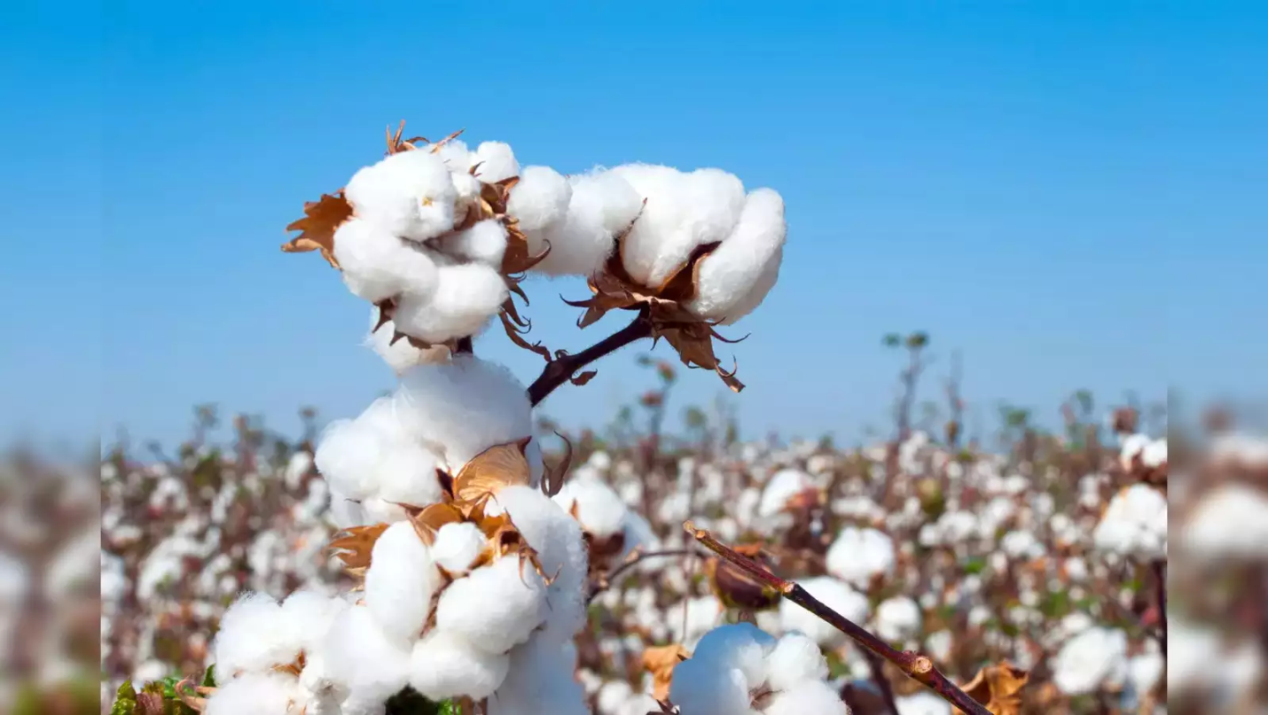 India aims to be the largest cotton producer UPSC