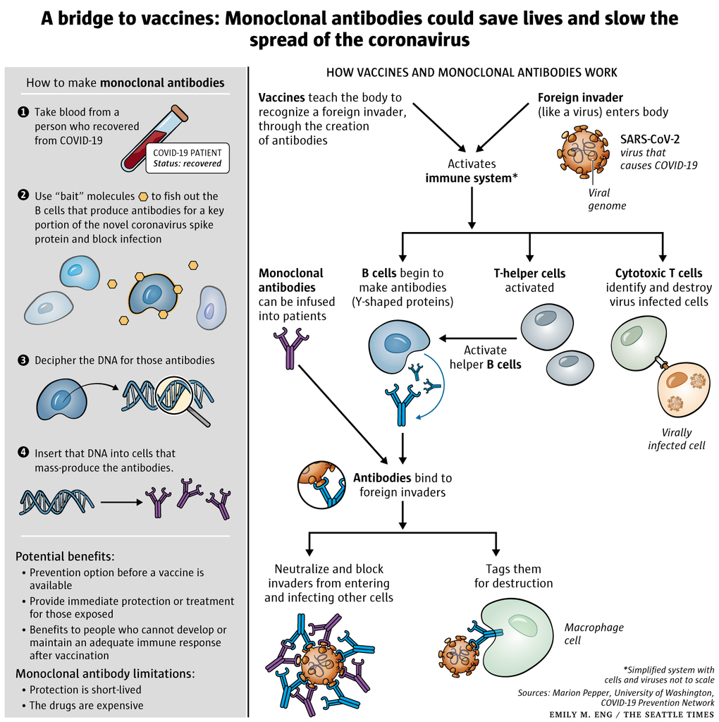 MONOCLONAL ANTIBODY COCKTAIL