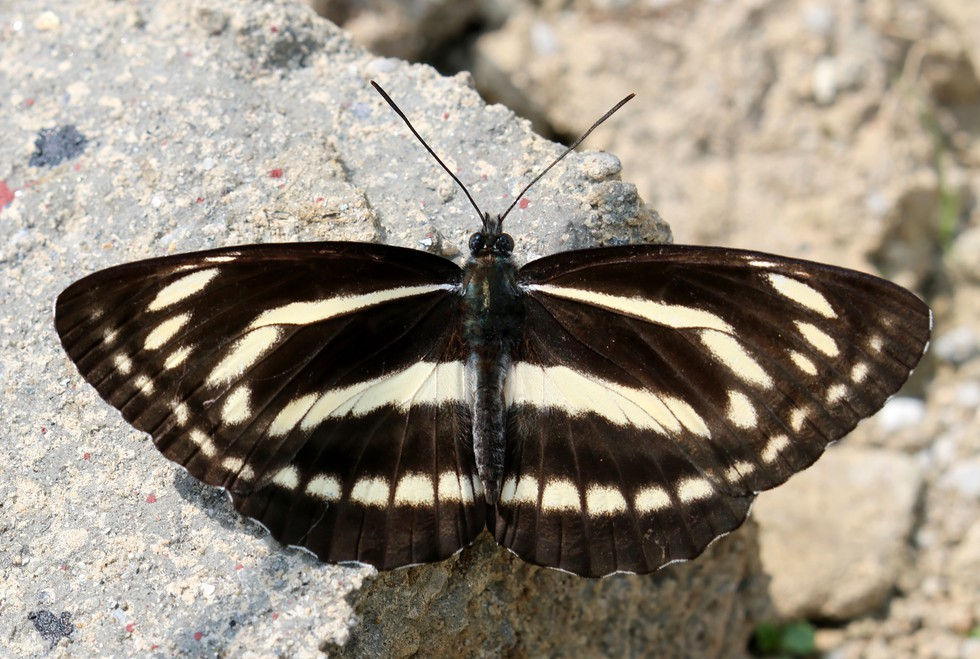 Neptis philyra Butterfly species UPSC