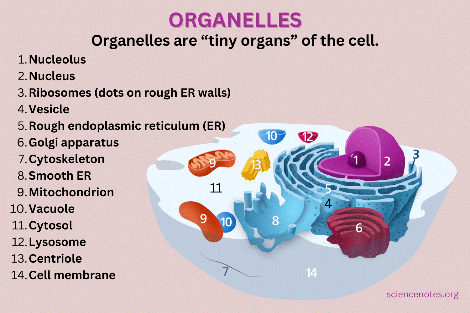Nitrogen fixing Organelles Cell Organelles For USPC Prelims