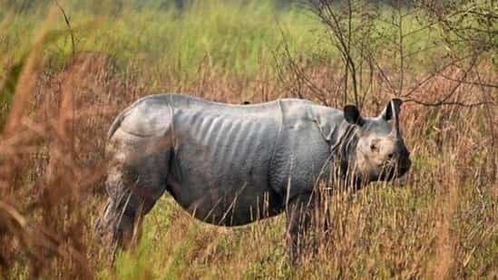 One-Horned Rhino | UPSC Current Affairs | IAS GYAN